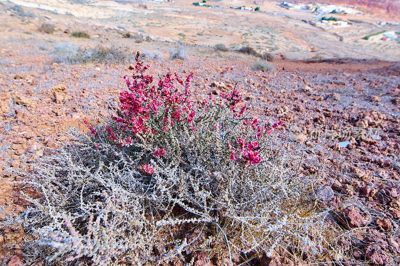 Salsola vermiculata来自Fuerteventura, rincon de Morales;near Tetir